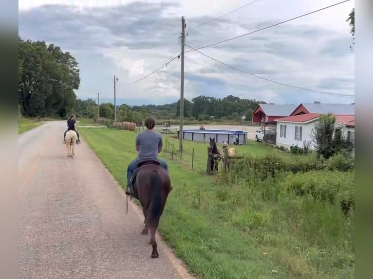 Rocky Mountain Horse Stute 13 Jahre 142 cm Rappe in Carnesville,GA