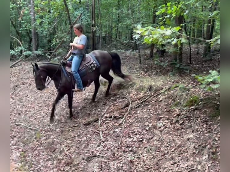Rocky Mountain Horse Stute 13 Jahre 142 cm Rappe in Carnesville,GA