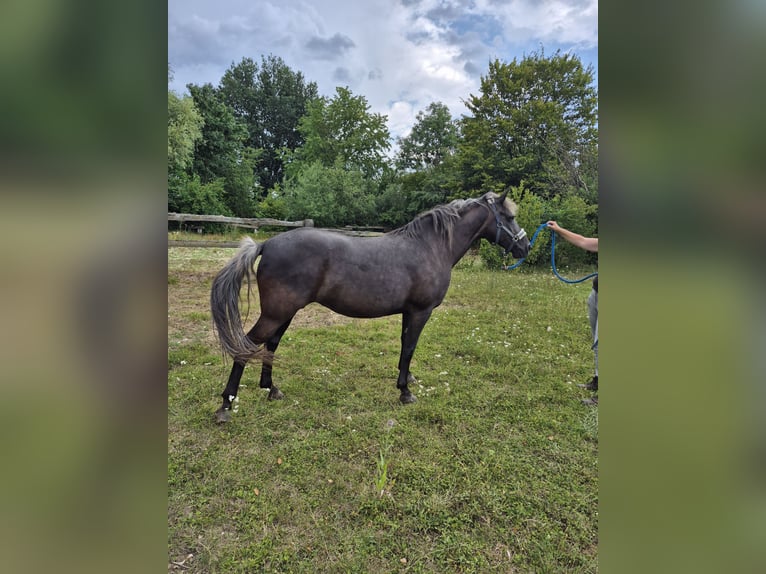 Rocky Mountain Horse Stute 13 Jahre 153 cm  in Kirchheim unter Teck