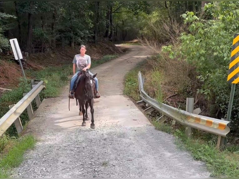 Rocky Mountain Horse Stute 14 Jahre 142 cm Rappe in Carnesville,GA