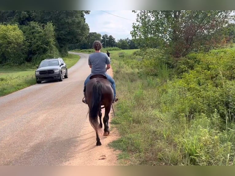 Rocky Mountain Horse Stute 14 Jahre 142 cm Rappe in Carnesville,GA