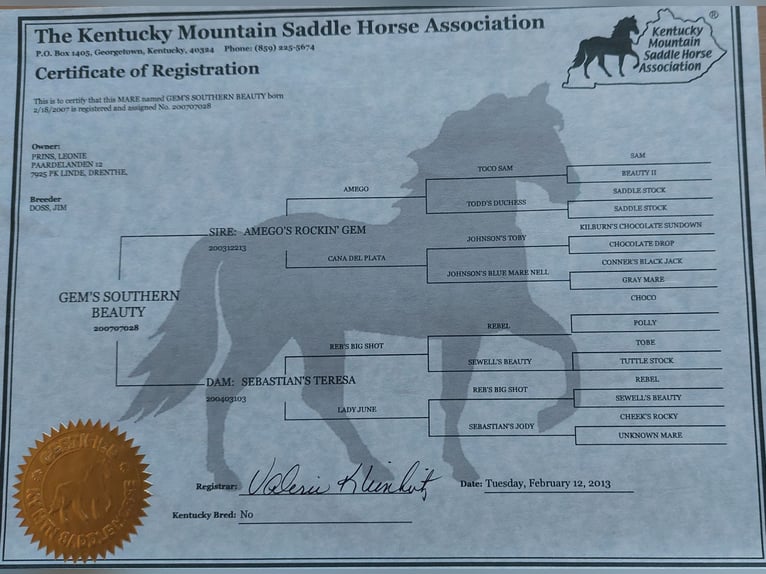 Rocky Mountain Horse Stute 17 Jahre 148 cm Rappe in Alpen