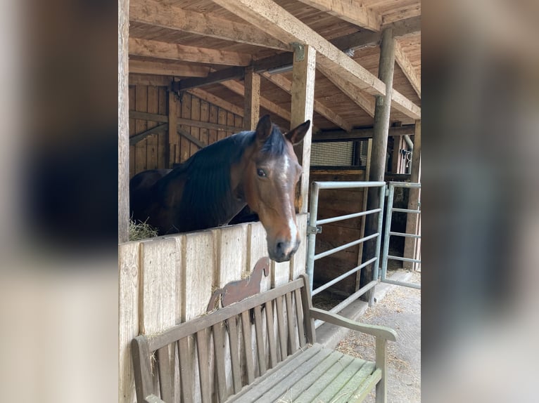 Rocky Mountain Horse Stute 18 Jahre 148 cm Dunkelbrauner in Oldenburg