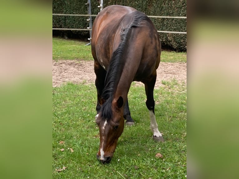Rocky Mountain Horse Stute 18 Jahre 148 cm Dunkelbrauner in Oldenburg