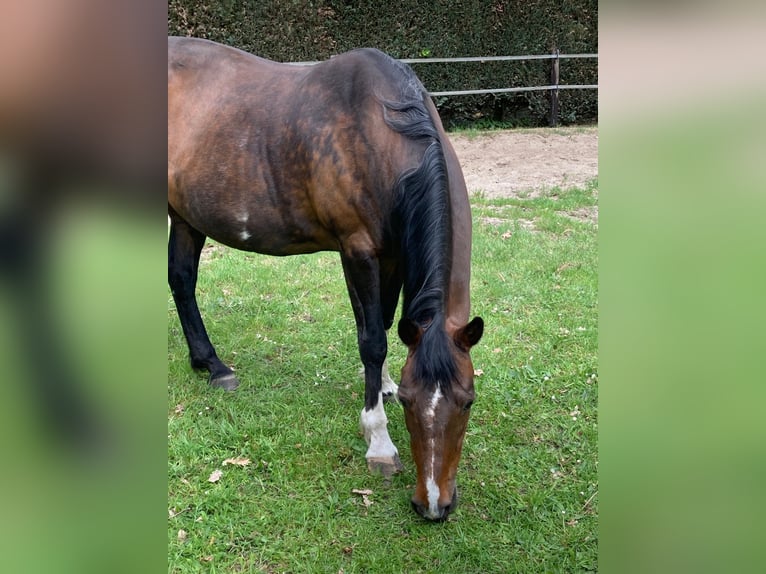 Rocky Mountain Horse Stute 18 Jahre 148 cm Dunkelbrauner in Oldenburg