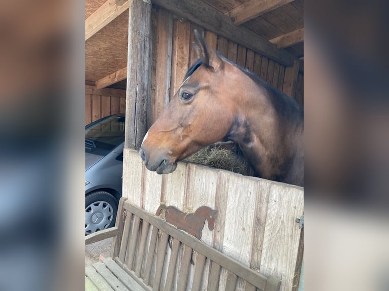 Rocky Mountain Horse Stute 18 Jahre 148 cm Dunkelbrauner in Oldenburg