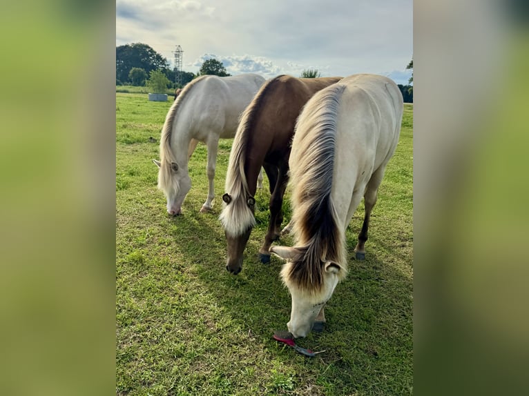 Rocky Mountain Horse Stute 1 Jahr 153 cm Cremello in RibbesbüttelRibbesbüttel