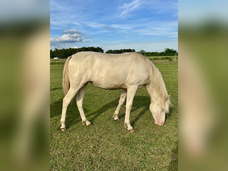 Rocky Mountain Horse Stute 1 Jahr 153 cm Cremello in RibbesbüttelRibbesbüttel