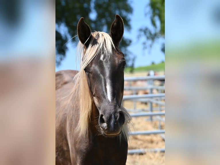Rocky Mountain Horse Stute 2 Jahre 140 cm Rappe in Offenheim