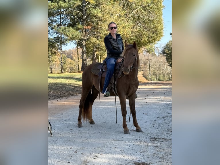 Rocky Mountain Horse Stute 2 Jahre 142 cm Brauner in Carnesville