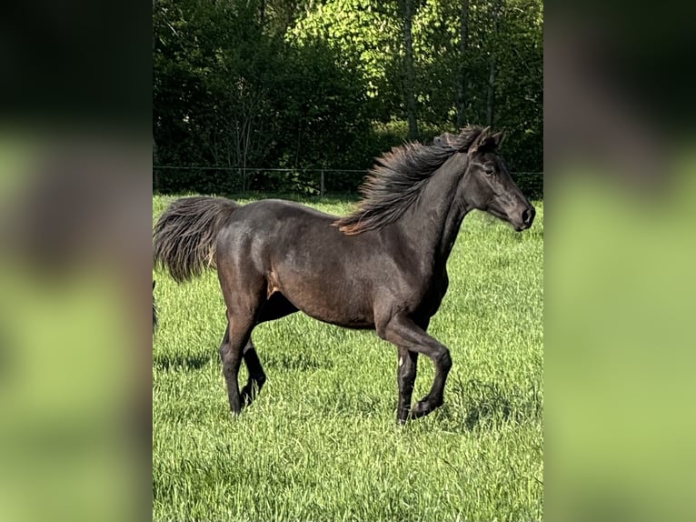Rocky Mountain Horse Stute 2 Jahre 156 cm Schwarzbrauner in Lunteren