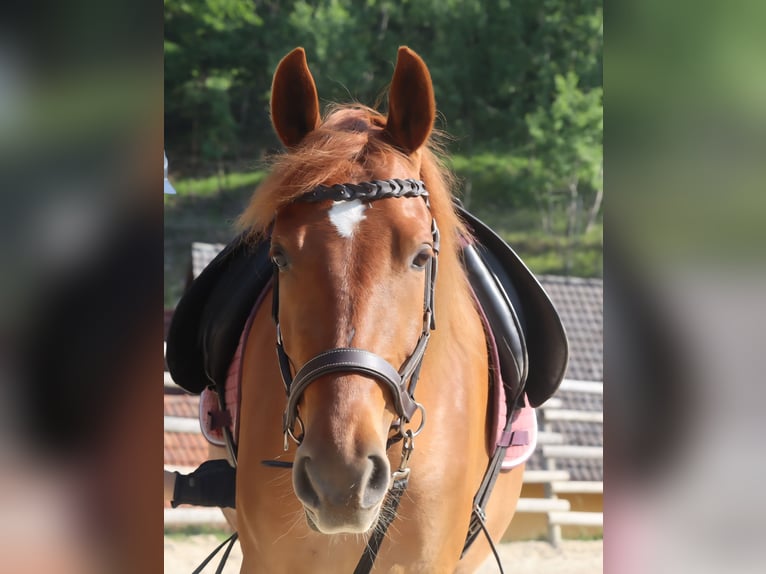 Rocky Mountain Horse Stute 4 Jahre 148 cm Fuchs in Tragwein