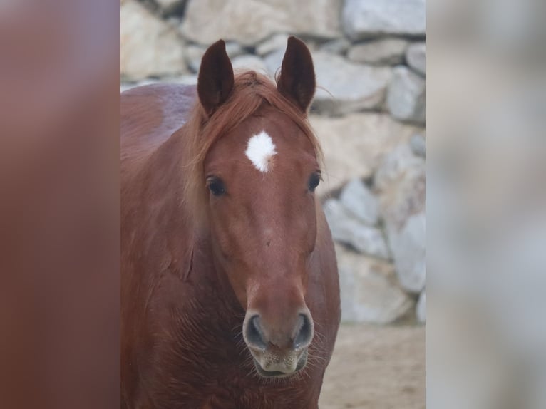 Rocky Mountain Horse Stute 4 Jahre 148 cm Fuchs in Tragwein