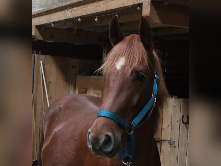 Rocky Mountain Horse Stute 4 Jahre 148 cm Fuchs in Tragwein