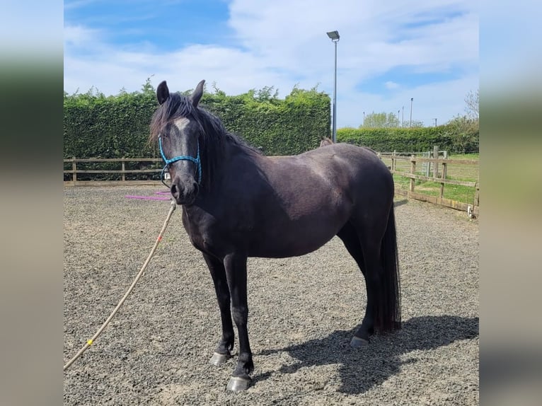 Rocky Mountain Horse Stute 4 Jahre 148 cm Rappe in Lincolnshire