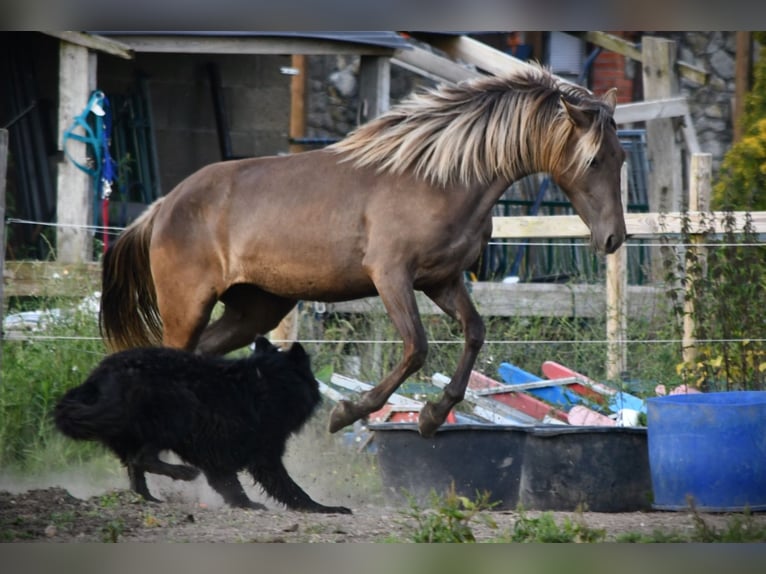 Rocky Mountain Horse Stute 4 Jahre 150 cm  in Brigueil-le-Chantre