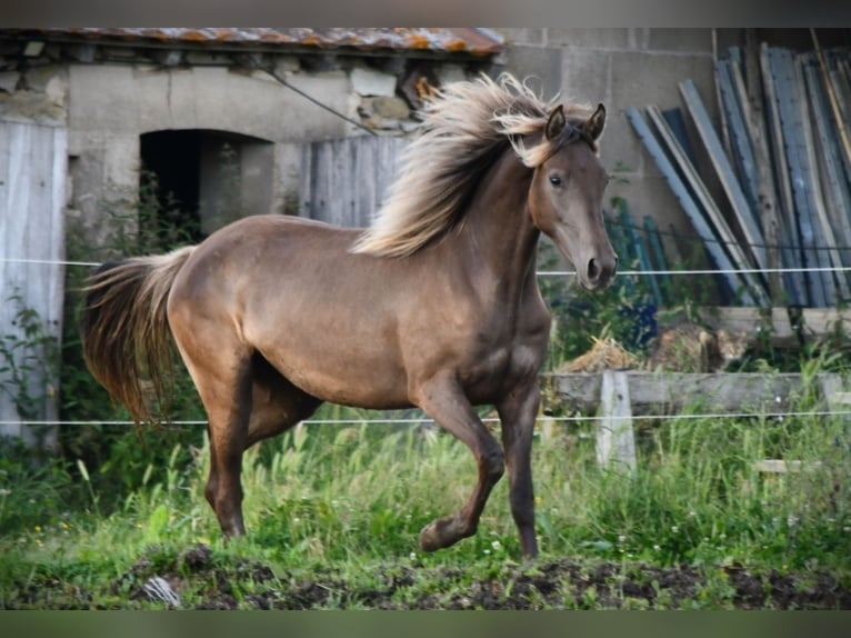 Rocky Mountain Horse Stute 4 Jahre 150 cm  in Brigueil-le-Chantre