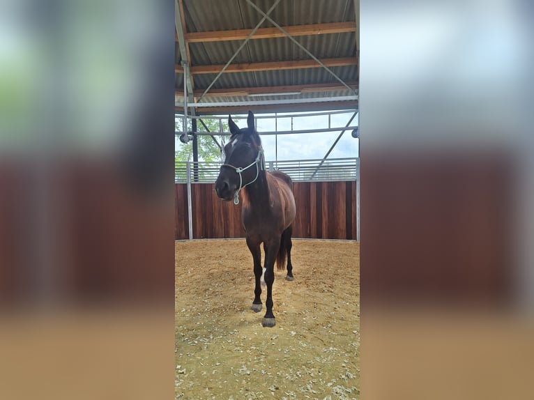 Rocky Mountain Horse Stute 4 Jahre 166 cm Rabicano in Steinmauern