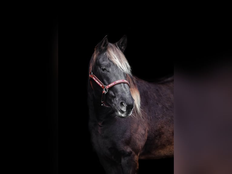 Rocky Mountain Horse Stute 4 Jahre in Hamminkeln