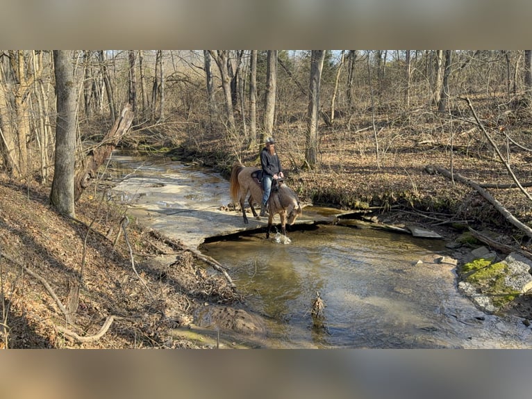 Rocky Mountain Horse Stute 5 Jahre 147 cm Buckskin in Moscow