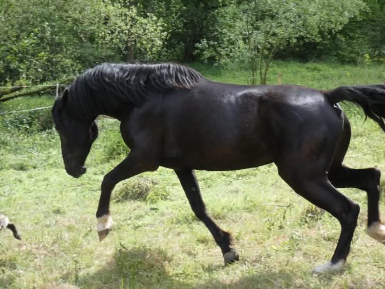 Rocky Mountain Horse Stute 5 Jahre 150 cm Rappe in Genappe