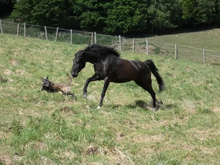 Rocky Mountain Horse Stute 5 Jahre 150 cm Rappe in Genappe