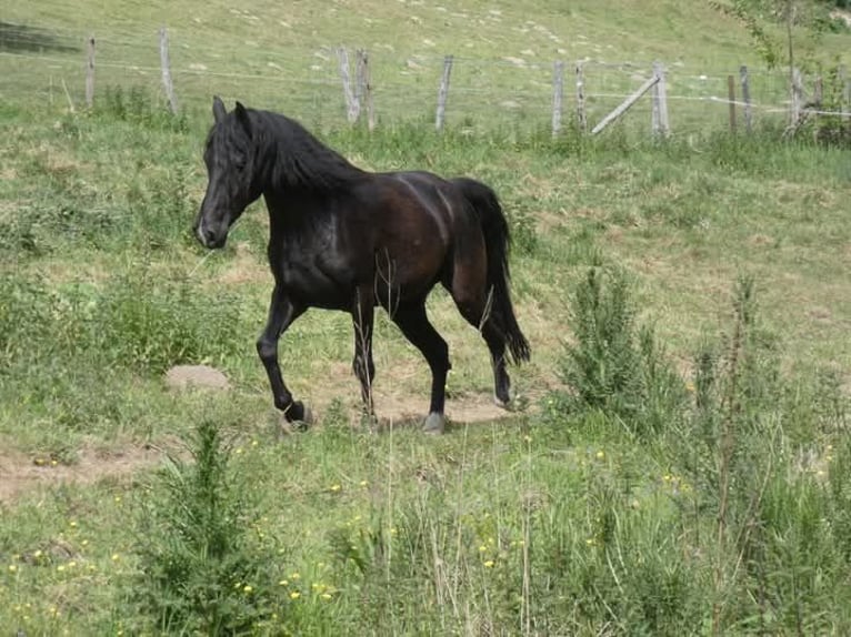 Rocky Mountain Horse Stute 5 Jahre 150 cm Rappe in Genappe