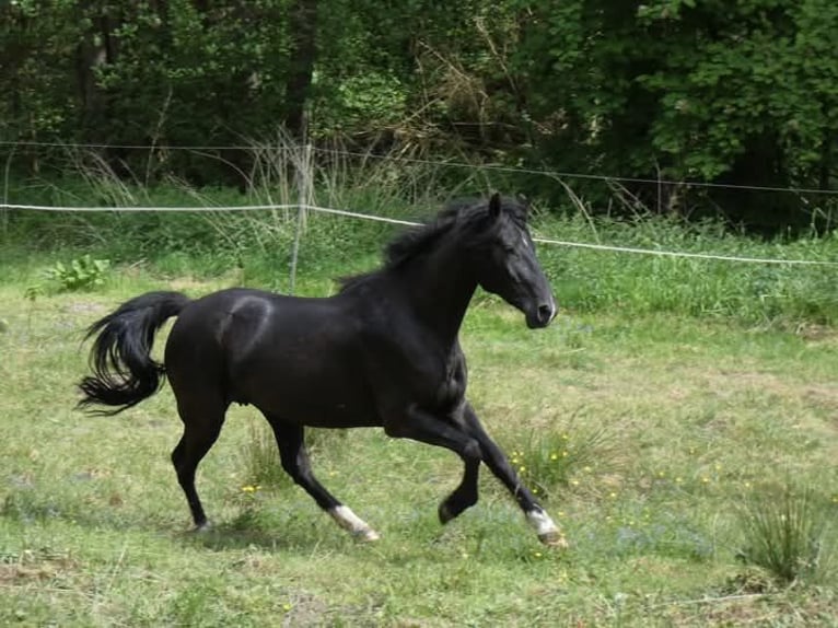Rocky Mountain Horse Stute 5 Jahre 150 cm Rappe in Genappe