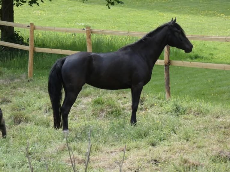 Rocky Mountain Horse Stute 5 Jahre 150 cm Rappe in Genappe