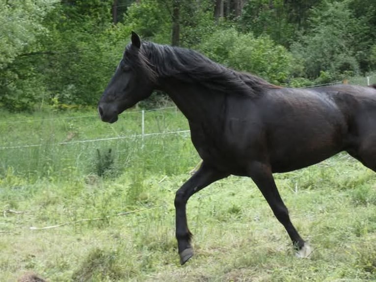 Rocky Mountain Horse Stute 5 Jahre 150 cm Rappe in Genappe