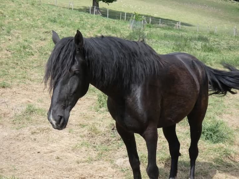 Rocky Mountain Horse Stute 5 Jahre 150 cm Rappe in Genappe