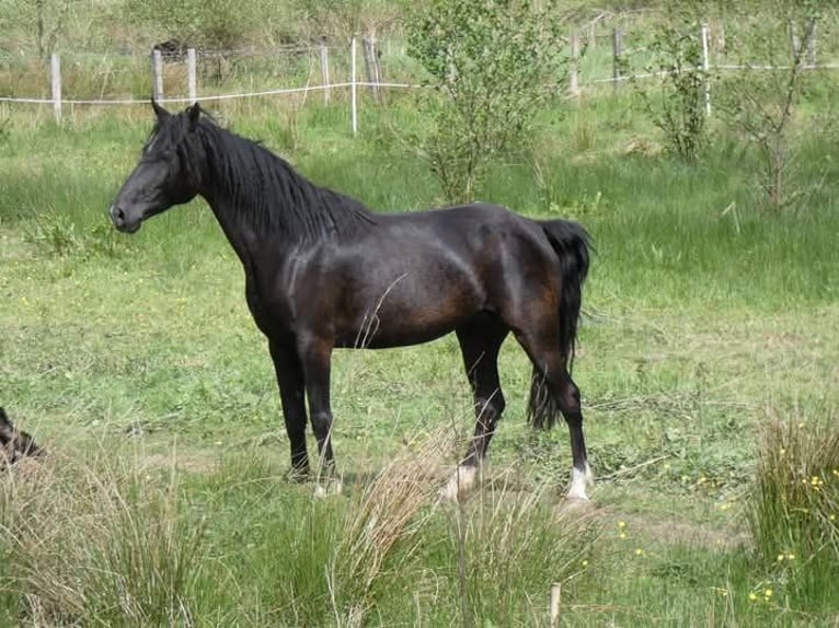 Rocky Mountain Horse Stute 5 Jahre 150 cm Rappe in Genappe