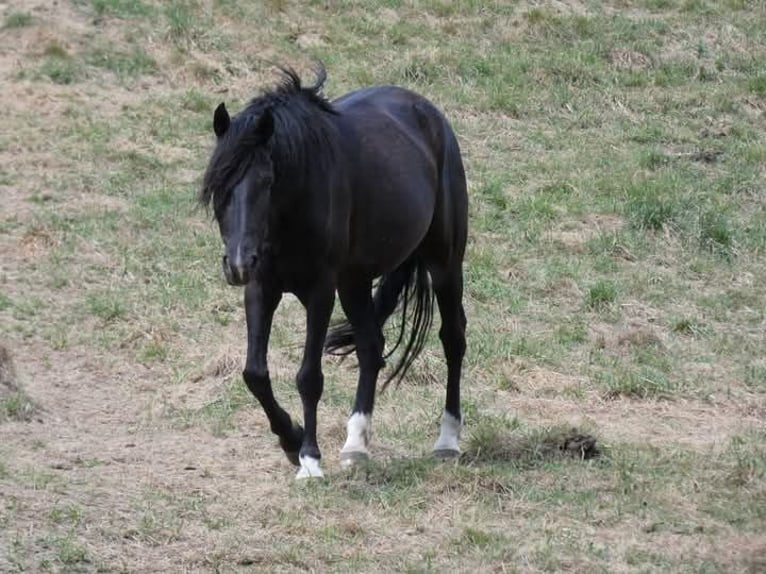 Rocky Mountain Horse Stute 5 Jahre 150 cm Rappe in Genappe