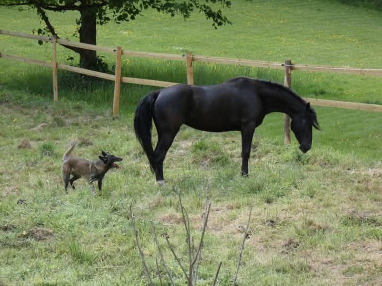 Rocky Mountain Horse Stute 5 Jahre 150 cm Rappe in Genappe