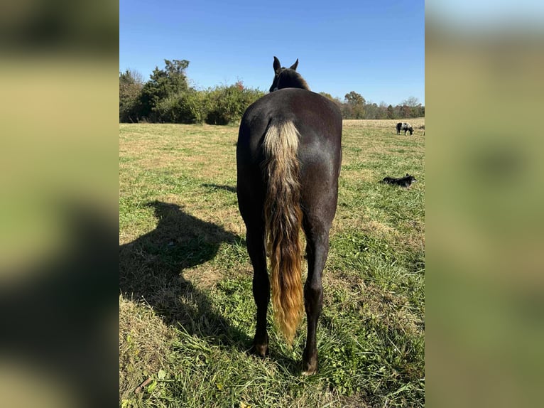 Rocky Mountain Horse Stute 5 Jahre 152 cm Brauner in Moscow