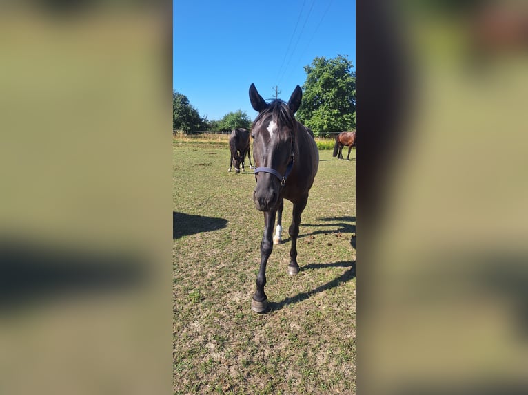 Rocky Mountain Horse Mix Stute 5 Jahre 168 cm Rabicano in Kuppenheim
