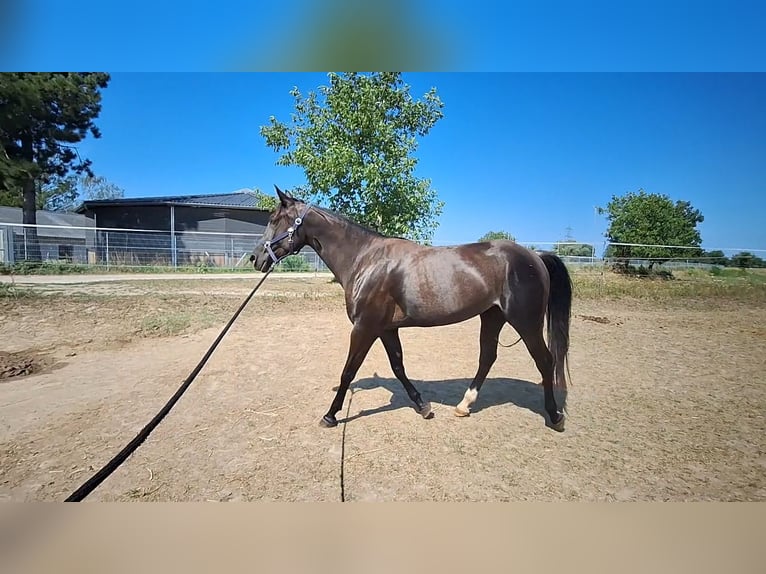 Rocky Mountain Horse Mix Stute 5 Jahre 168 cm Rabicano in Kuppenheim