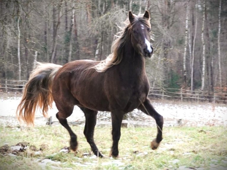 Rocky Mountain Horse Stute 6 Jahre 150 cm Brauner in Bad Hersfeld