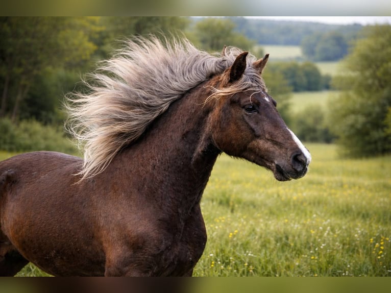 Rocky Mountain Horse Stute 6 Jahre 150 cm Brauner in Bad Hersfeld