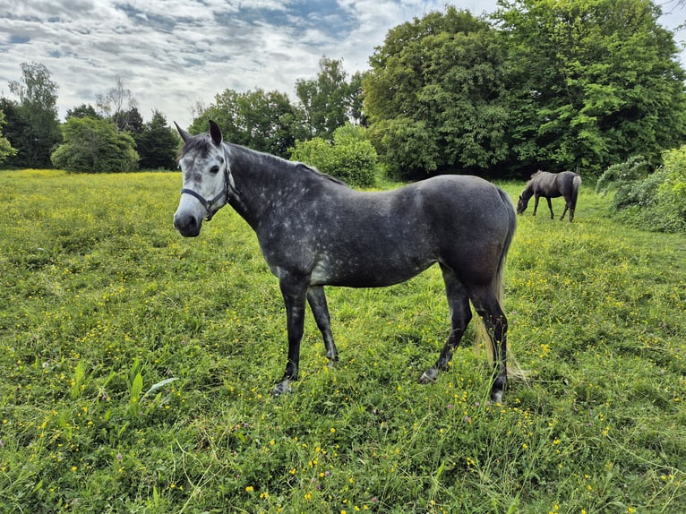 Rocky Mountain Horse Mix Stute 6 Jahre 150 cm Rappschimmel in Kirchheim unter Teck