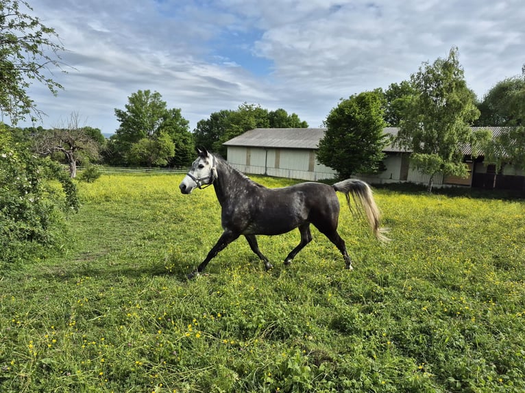 Rocky Mountain Horse Mix Stute 6 Jahre 150 cm Rappschimmel in Kirchheim unter Teck