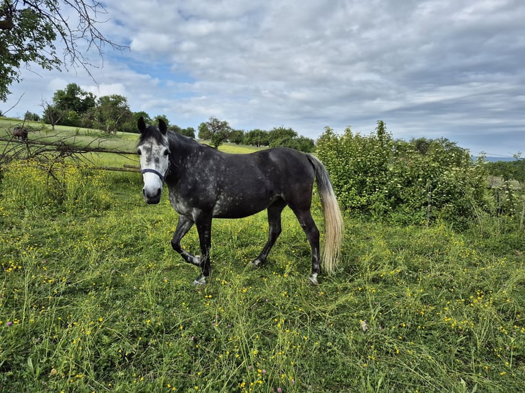 Rocky Mountain Horse Mix Stute 6 Jahre 150 cm Rappschimmel in Kirchheim unter Teck