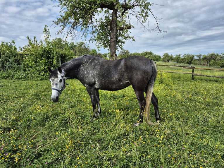 Rocky Mountain Horse Mix Stute 6 Jahre 150 cm Rappschimmel in Kirchheim unter Teck