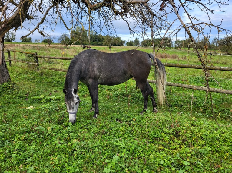Rocky Mountain Horse Mix Stute 6 Jahre 150 cm Rappschimmel in Kirchheim unter Teck