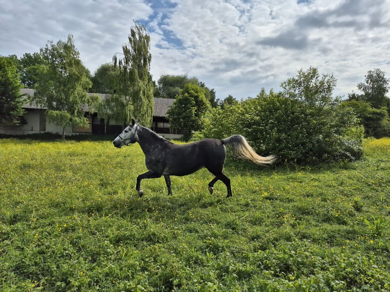 Rocky Mountain Horse Mix Stute 6 Jahre 150 cm Rappschimmel in Kirchheim unter Teck