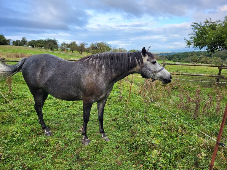 Rocky Mountain Horse Mix Stute 6 Jahre 150 cm Rappschimmel in Kirchheim unter Teck