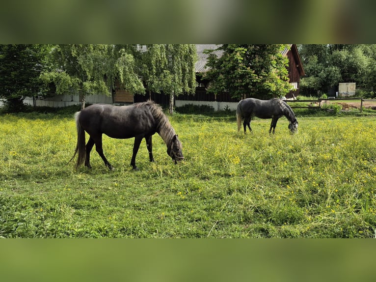 Rocky Mountain Horse Mix Stute 6 Jahre 150 cm Rappschimmel in Kirchheim unter Teck