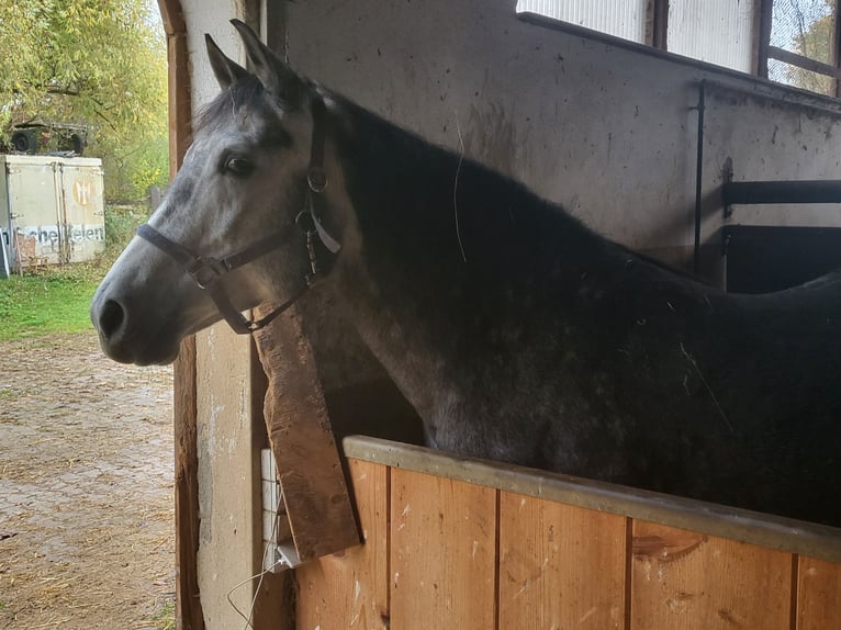 Rocky Mountain Horse Mix Stute 6 Jahre 150 cm Rappschimmel in Kirchheim unter Teck