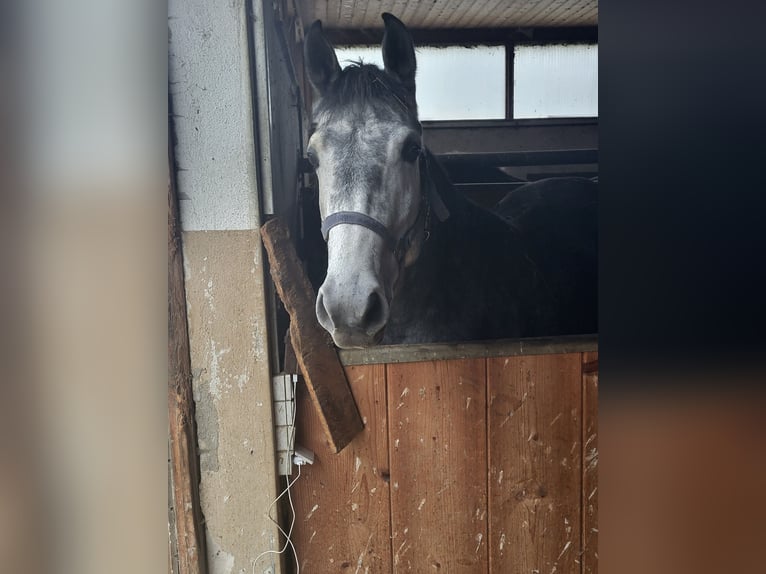 Rocky Mountain Horse Mix Stute 6 Jahre 150 cm Rappschimmel in Kirchheim unter Teck