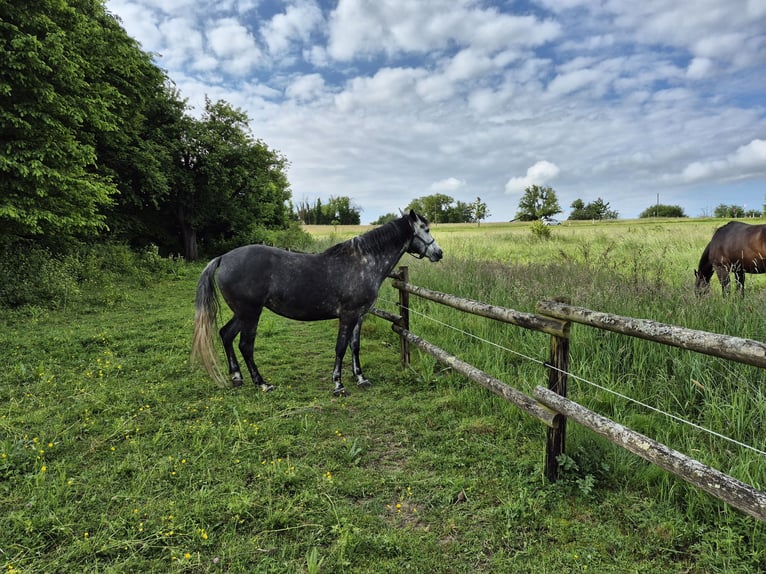Rocky Mountain Horse Mix Stute 6 Jahre 150 cm Rappschimmel in Kirchheim unter Teck